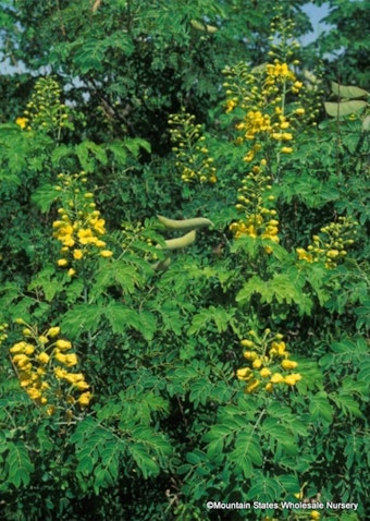 A Mexican Bird of Paradise (Caesalpinia Mexicana) plant.