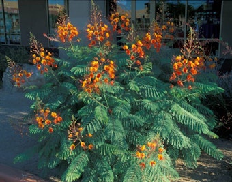 A Red Bird of Paradise (Caesalpinia pulcherrima) shrub growing near a building with lots of windows.