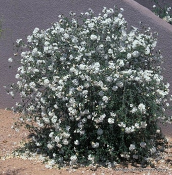 A Little Leaf Cordia (Cordia parvifolia) shrub growing near a grey stucco wall.