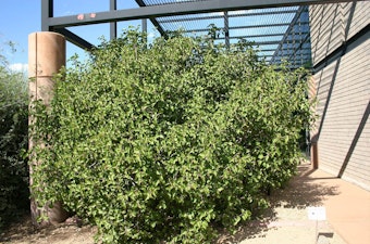 A Sugar Bush (Rhus ovata) growing outside near a building.