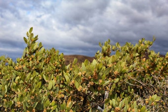 Jojoba plant growing in the desert with stormy sky in background.
