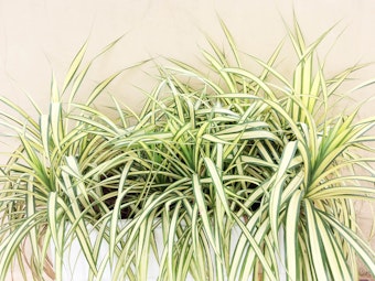 Spider Plants growing in a long white pot, against a sandy-peach colored wall.