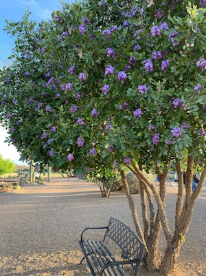 Texas Mountain Laurel tree with purple blooms above a metal bench in a desert park area.