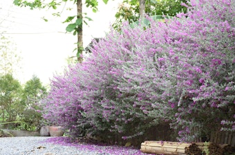 Purple-blooming Texas Sage Bushes in landscape with trees in background.