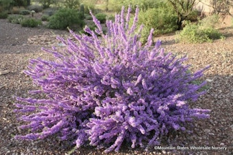 Chihuahuan Sage (Leucophyllum laevigatum) bush in full bloom with purple flowers in a desert garden landscape.