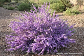 Chihuahuan Sage Chihuahuan Sage (Leucophyllum laevigatum) bush in full bloom with purple flowers in a desert garden landscape.