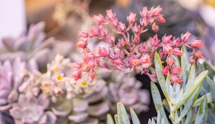 succulents echeveria and blue sticks flowering