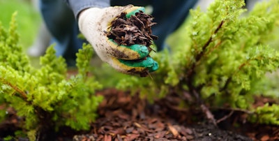 applying mulch in the garden