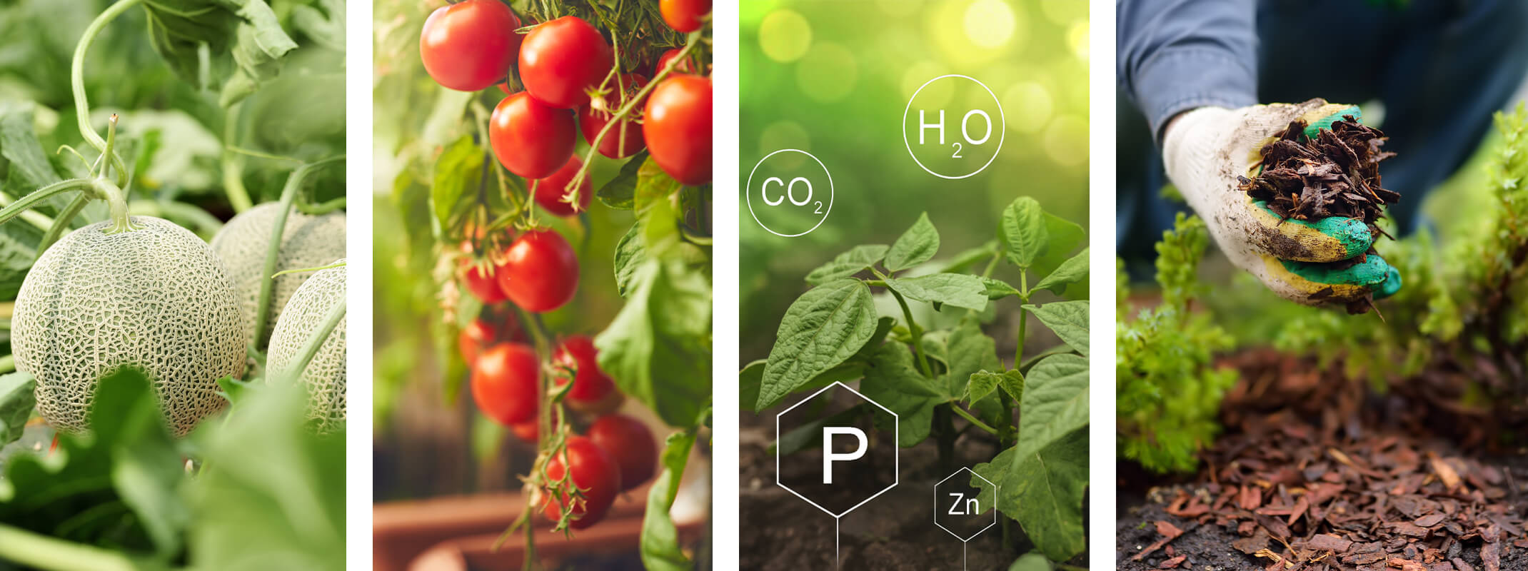 melons, tomatoes, plant in soil with elements and woman applying mulch in garden