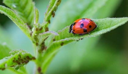 ladybug eating aphids on plant