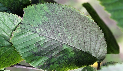 sooty mold on leaves
