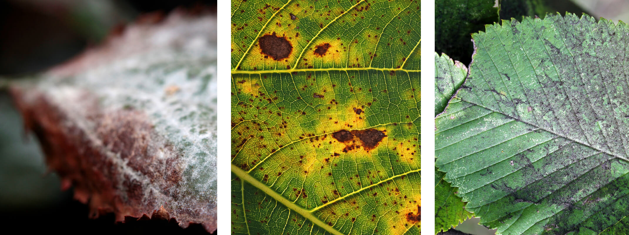 diseased plants powdery mildew, rust and sooty mold