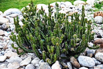 A cactus planted near and surrounded by many rocks.