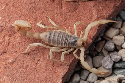 A scorpion on a red rock, near other pebbles.