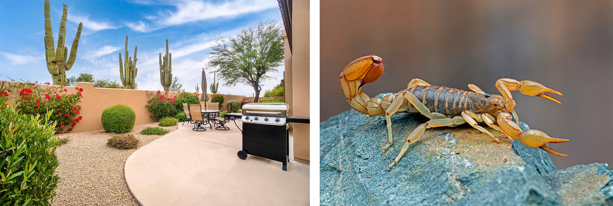 A tidy desert backyard with plants, seating and a BBQ, and a closeup of a scorpion on a rock.