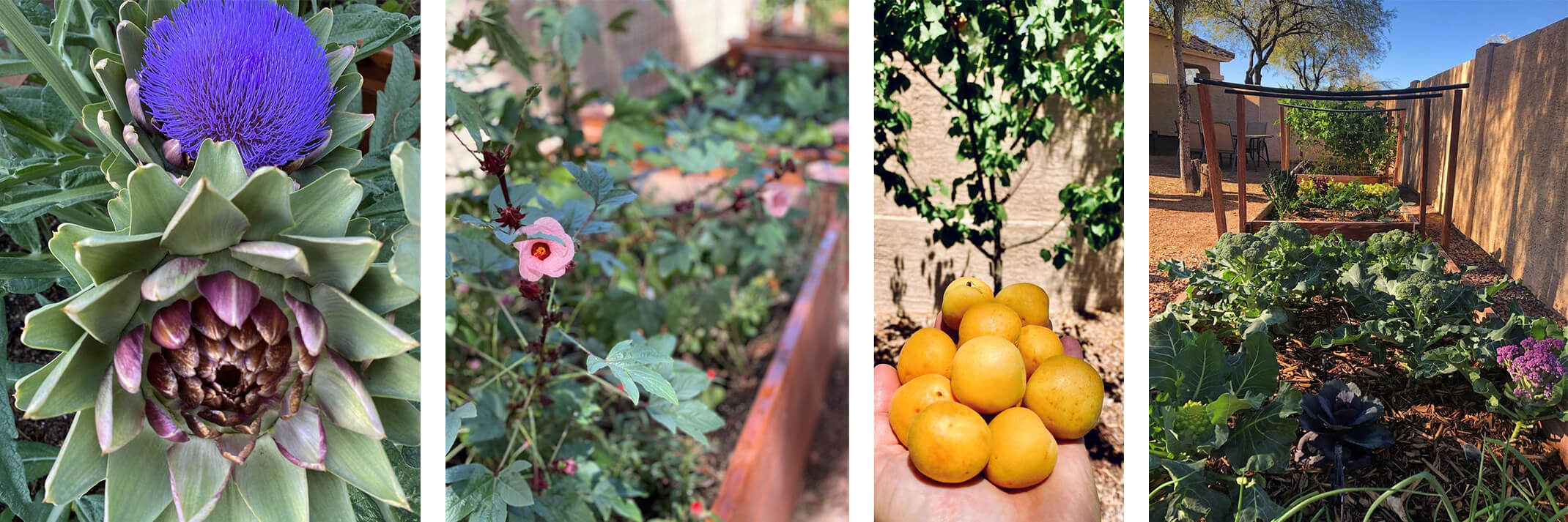 Artichokes, hibiscus, apricots and a raised garden bed with a variety of edible plants.