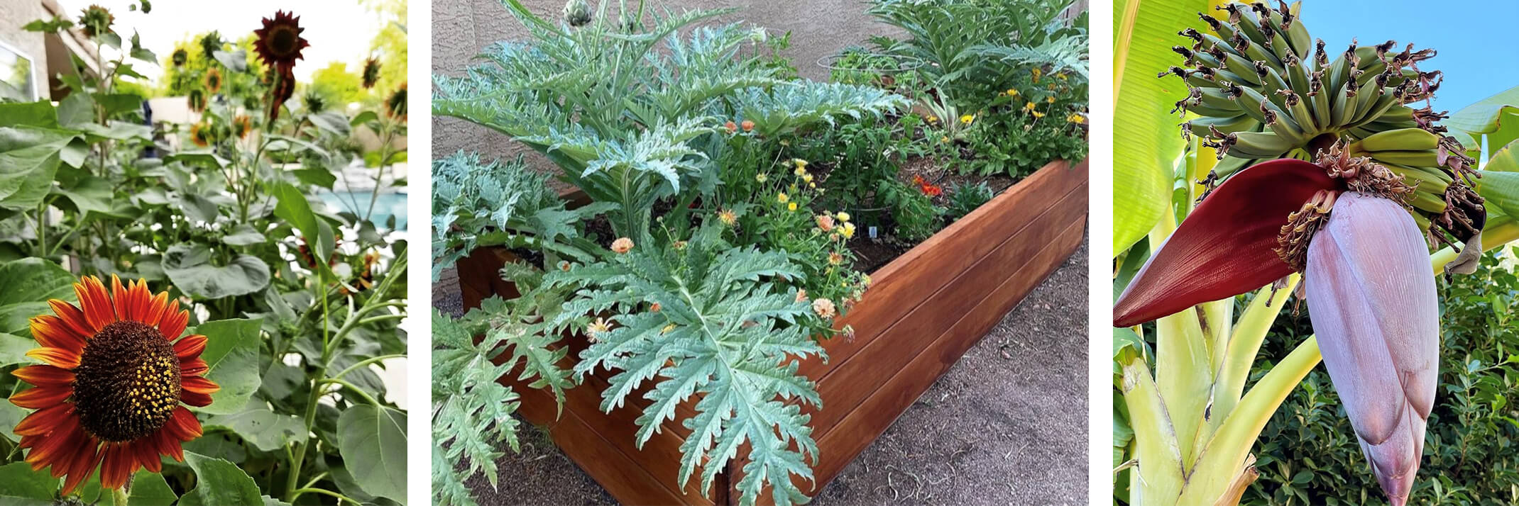 Sunflowers, a wide variety of vegetables and flowers growing in a raised garden bed, and a banana tree with fruits.