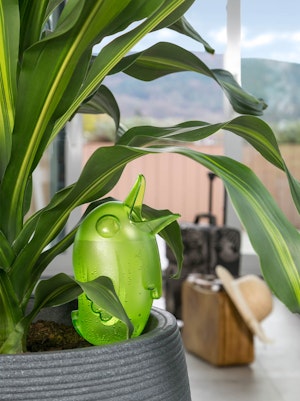 A green Scheurich Bordy watering aide in a houseplant with luggage in the background