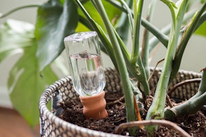 A closeup of a clear glass Syndicate Never Dry Plant Pal in a houseplant.