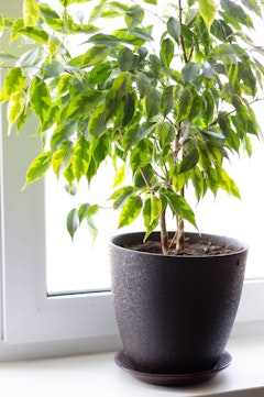 Ficus houseplant in black pot near glass door.