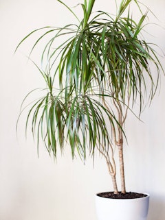 Dracaena houseplant in a white pot.