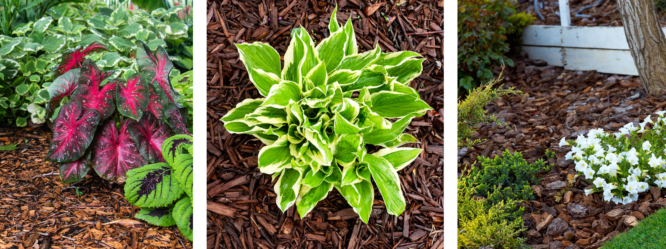 Mulch and bark around plants, trees and shrubs