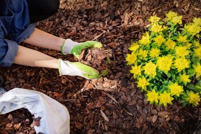 a woman in her garden placing mulch and/or bark around plants