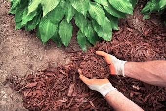 man placing redwood shredded mulch around hosta in garden