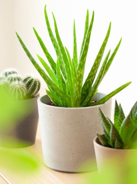 Aloe Vera houseplant in pot near potted cactus and succulent plants.