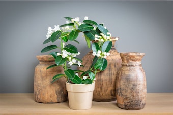 Jasmine houseplant near wooden vessels.