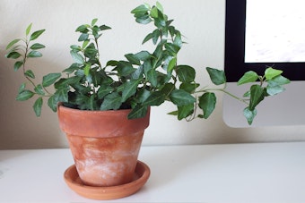 English Ivy houseplant in terracotta planter on talbe near picture frame.