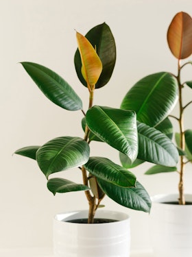 Rubber tree houseplants in a white pots.