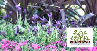 Purple ornamental grass, lavender flowers and pink flowers with SummerWinds Nusery Garden Coach logo on it, inside a white box.