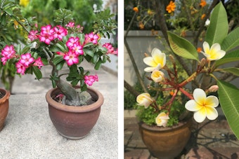 A potted pink and white adenium, and a potted white and yellow plumeria.