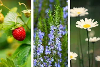 A strawberry plant, rosemary plant in bloom, and ox-eye daisies