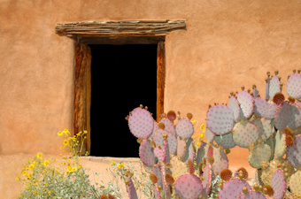 Cactus with yellow flowers