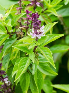 A closeup of basil blooming in the garden.