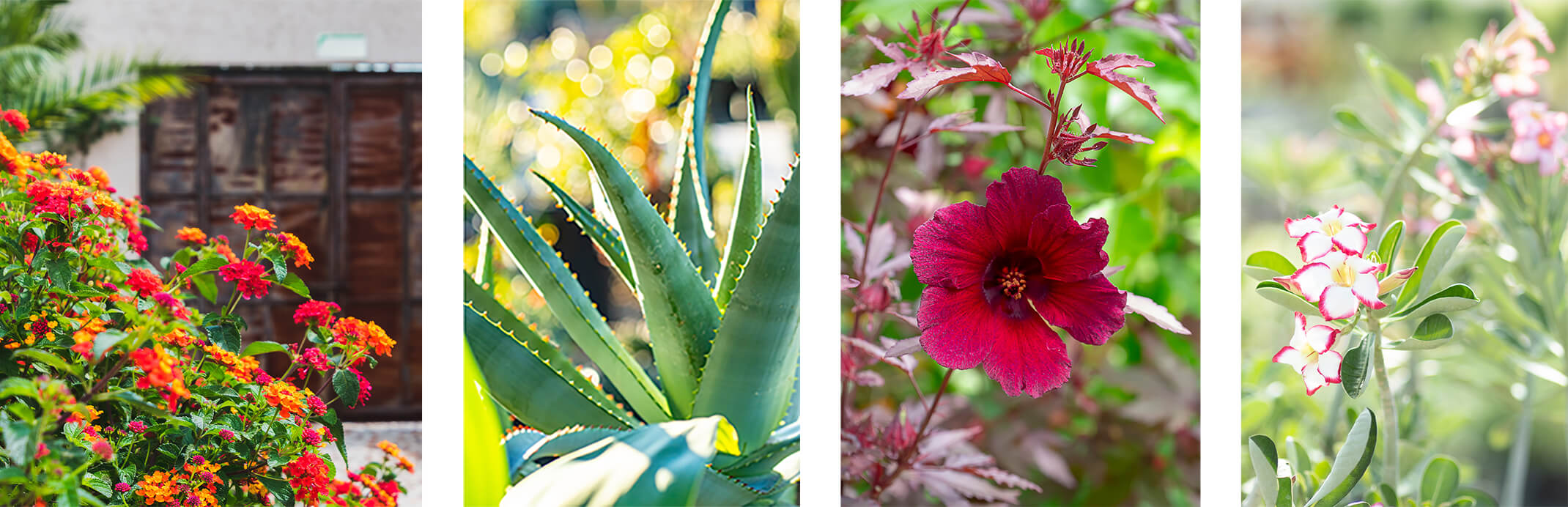 Orange and Pink Lantana, an Aloe, A burgundy Hibiscus, and a white and pink Adenium plant.