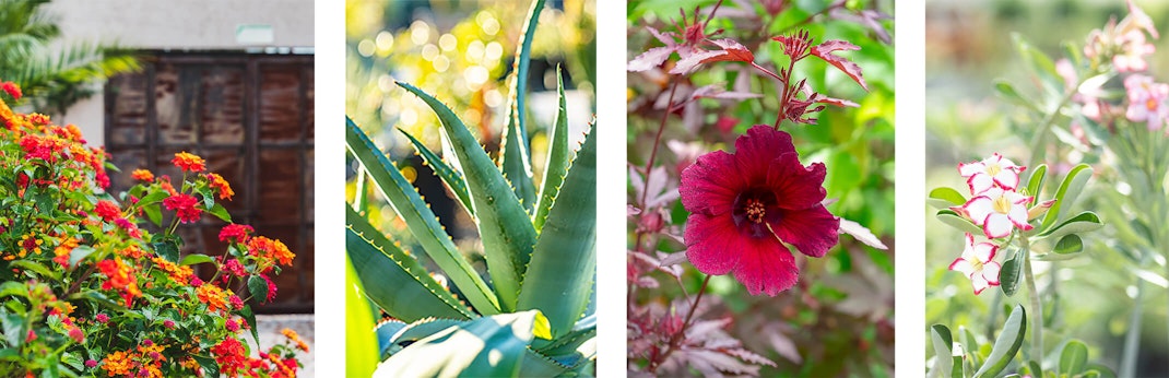 Orange and Pink Lantana, an Aloe, A burgundy Hibiscus, and a white and pink Adenium plant.