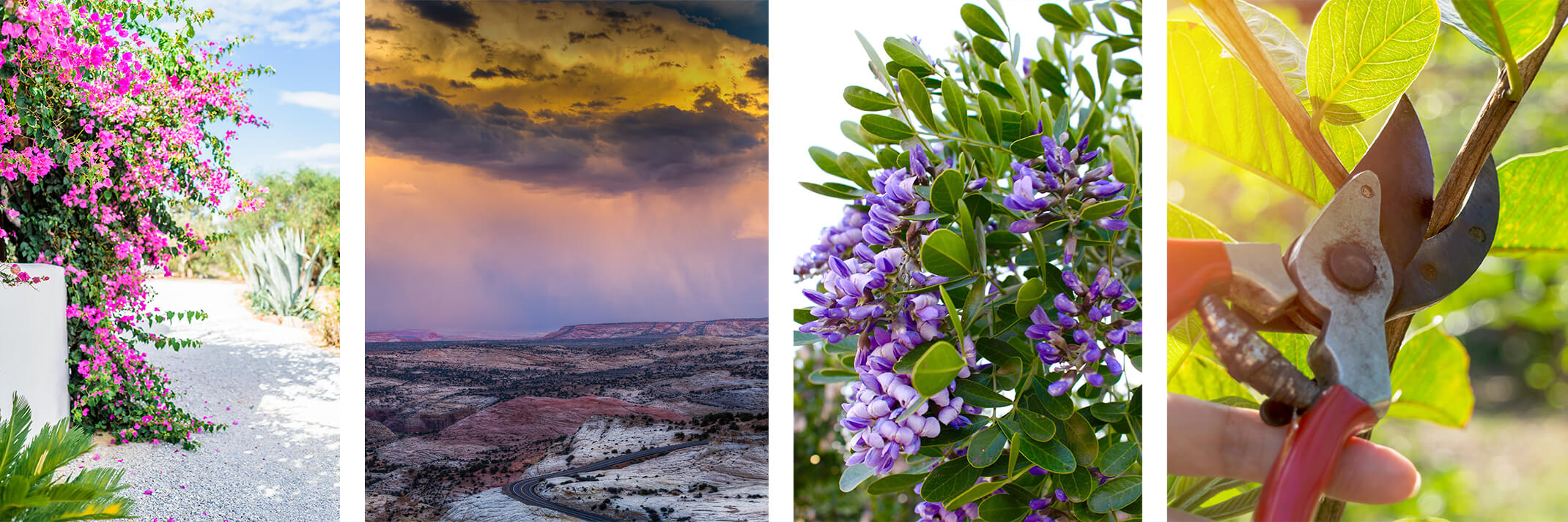 Pink Bougainvillea, a storm in the desert, a Texas Mountain Laurel, and a plant being pruned.