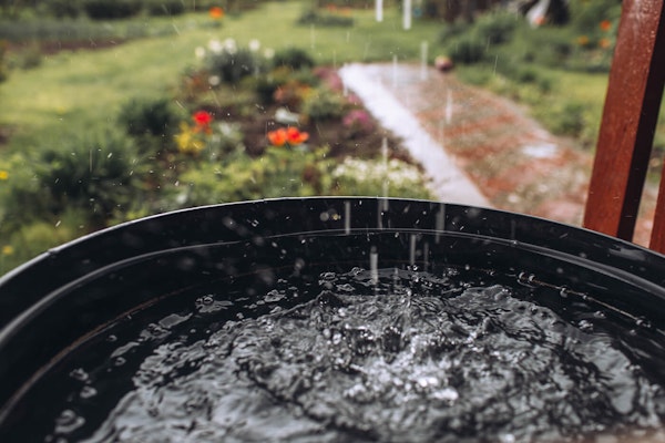 rain barrel catching rain in garden