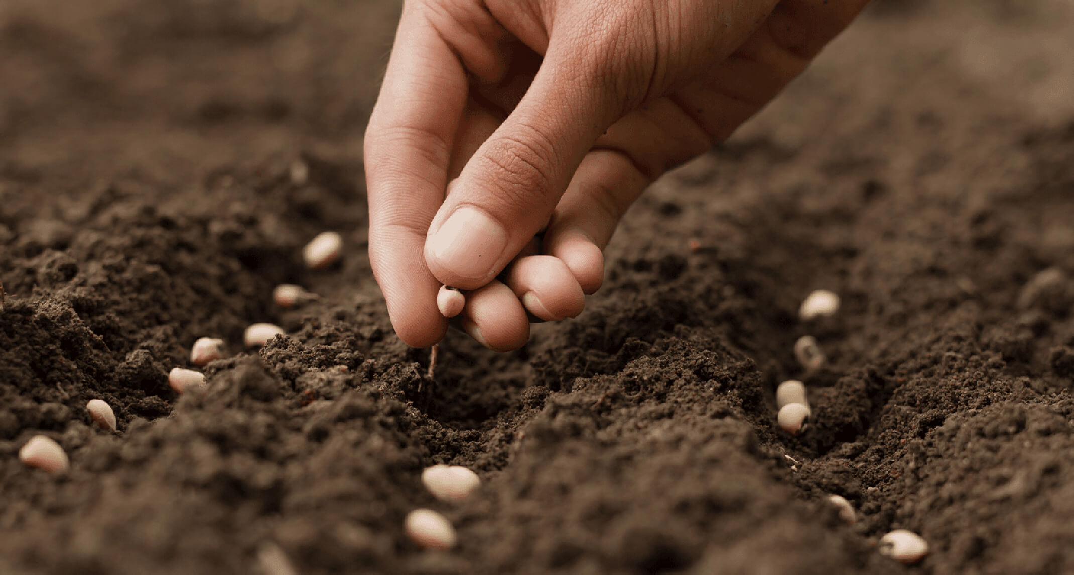 planting seeds in garden