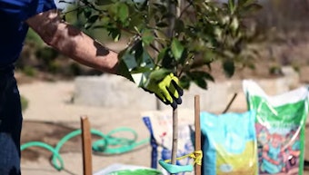 A recently planted tree with 2 stakes.