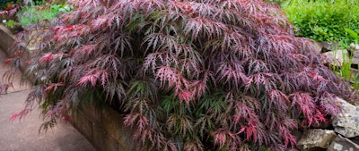 japanese maple in landscape