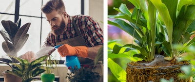 man spraying his houseplants and staghorn fern