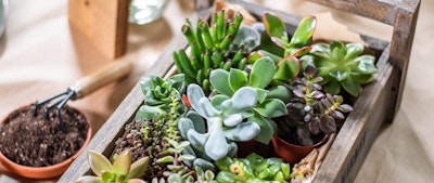 assorted succulents in wooden box