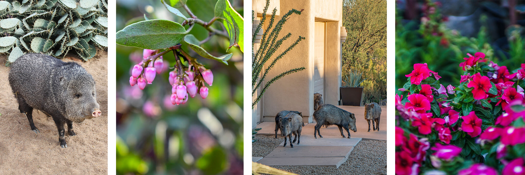 A javelina near a cactus, a pink manzanita, javelina near a house, and pink vinca.