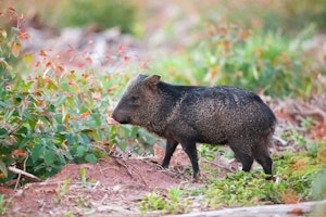 A javelina near plants outside.