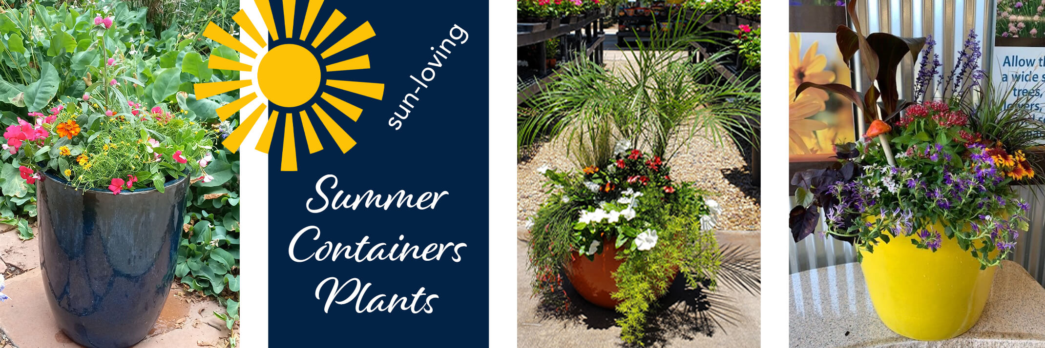 Sun-Loving Summer Container Plants - 3 different pots containing a wide variety of plants and flowers