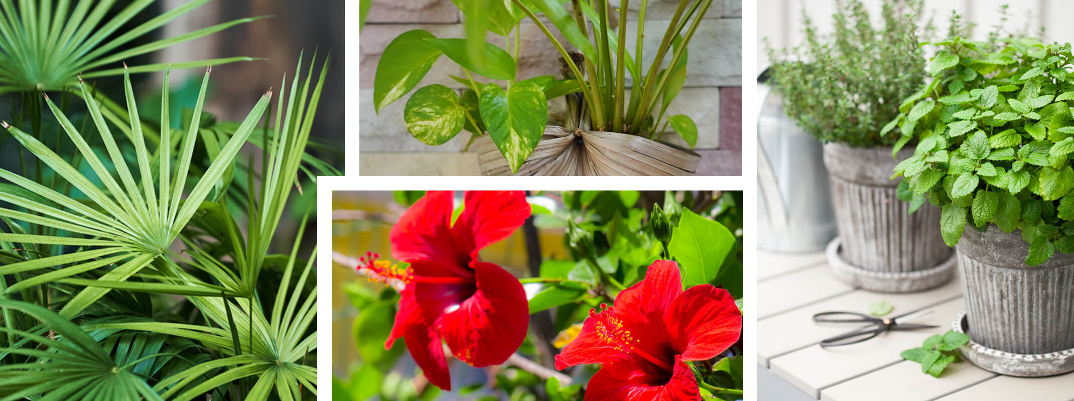 blending or blurring the lines between garden and home with houseplants, herbs and shrubs